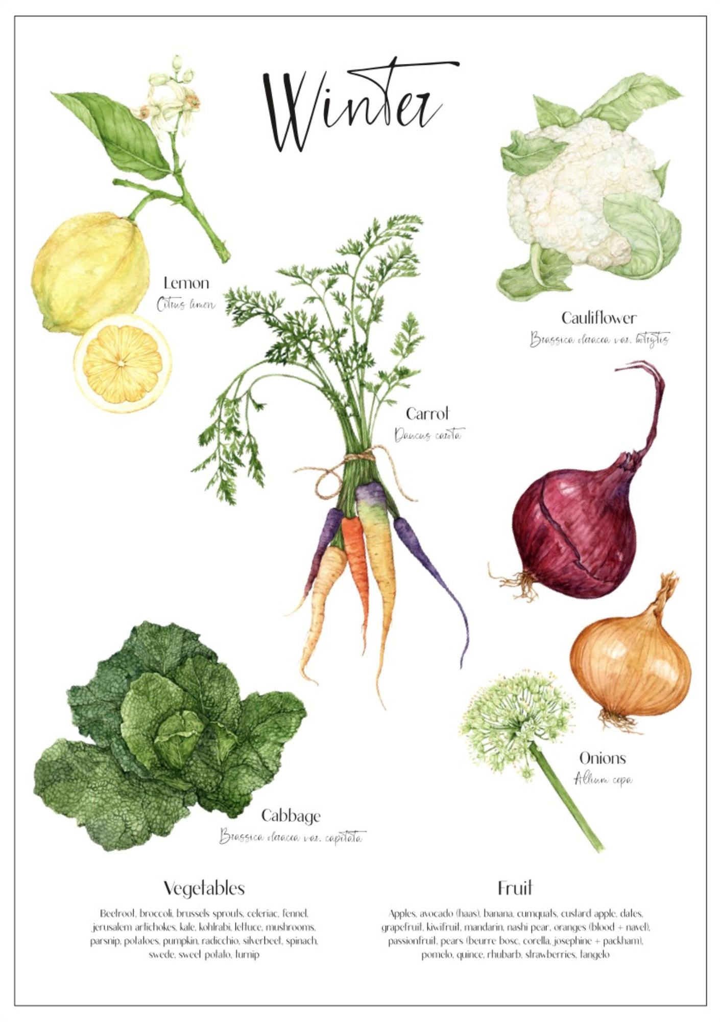 Winter seasonal produce poster