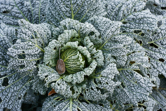 Discover the Winter Harvest
